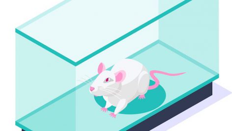موش آزمایشگاهی با فرمت png