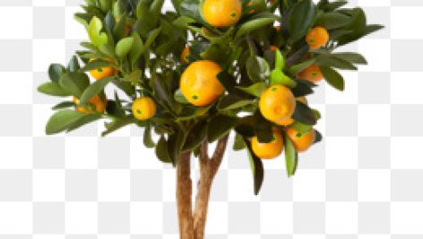 دانلود فایل فوتیج درخت لیمو   با فرمت PNG