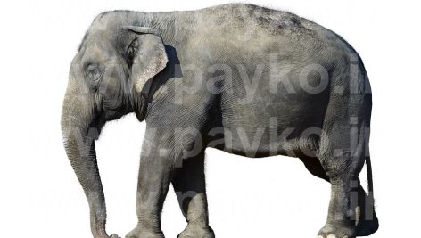 عکس استوک فیل با پس زمینه سفید | طرح ۱