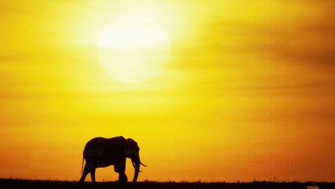 عکس فیل در غروب آفتاب