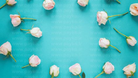 عکس استوک گل رز سفید با پس زمینه آبی روشن