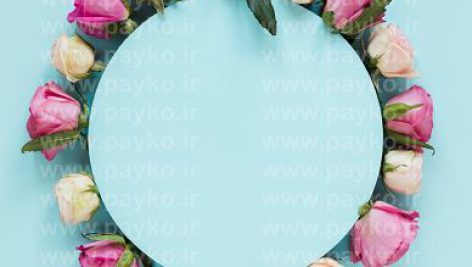عکس استوک گل رز سفید و صورتی با پس زمینه آبی
