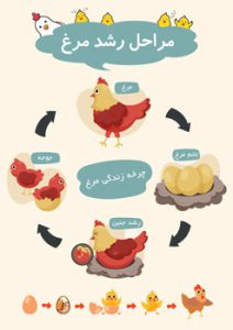 عکس پوستر آموزش چرخه زندگی مرغ