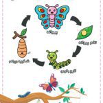 عکس پوستر آموزش چرخه زندگی پروانه