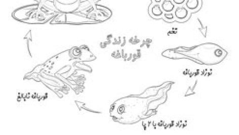 کاربرگ رنگ آمیزی نقاشی چرخه زندگی قورباغه | پی دی اف | pdf | عکس | برای چاپ