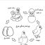 عکس نقاشی مراحل رشد مرغ ( چرخه زندگی مرغ )