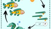 پوستر آموزش چرخه زندگی ماهی