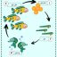 پوستر آموزش چرخه زندگی ماهی