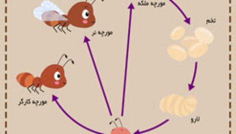 پوستر آموزش چرخه زندگی مورچه