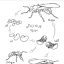 عکس نقاشی و رنگ آمیزی چرخه زندگی مورچه